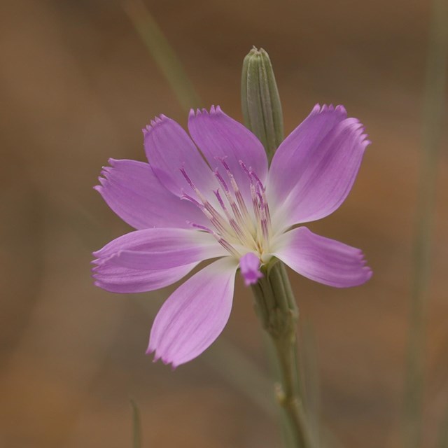 A pink flower with a white center against a brown blurry background