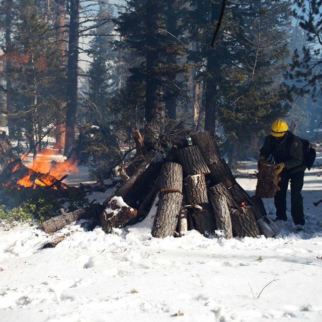 A man in a snowy forest stacks a log on a pile beside a large pile of burning wood.