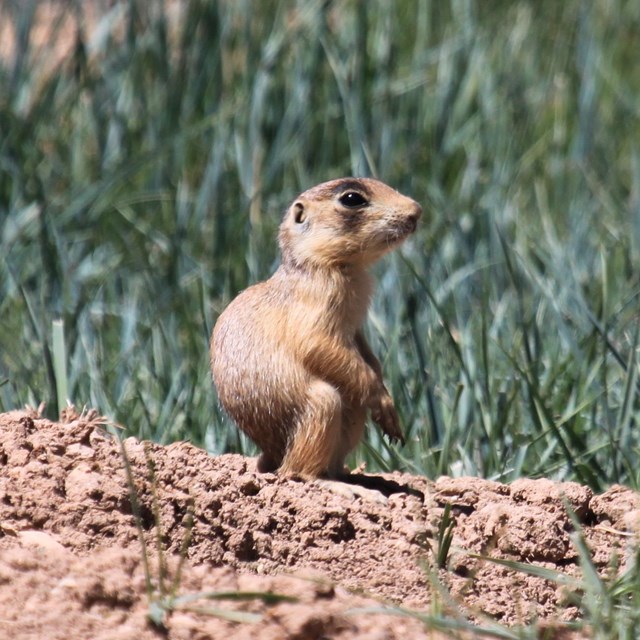 A small brown prairie dog stands on its back legs on a dirt pile surrounded by green grass
