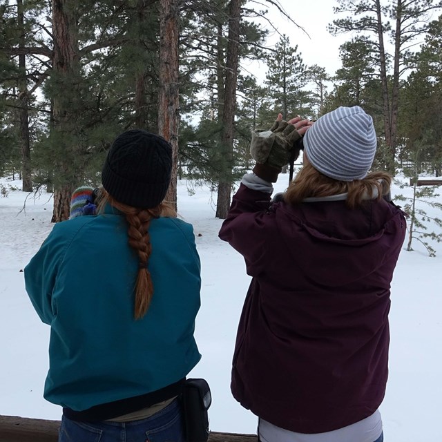 A photo of two women from behind using binoculars to look for birds in the trees