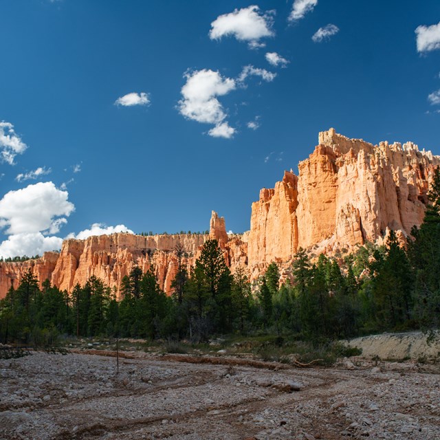 Tall red rock cliffs above pine trees and a creek