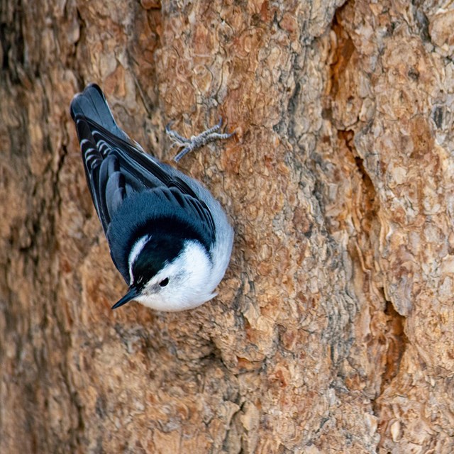 A small black and white bird climbs down a brown tree trunk.