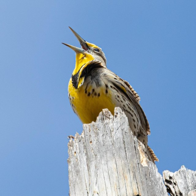 a yellow meadowlark perches on a stump