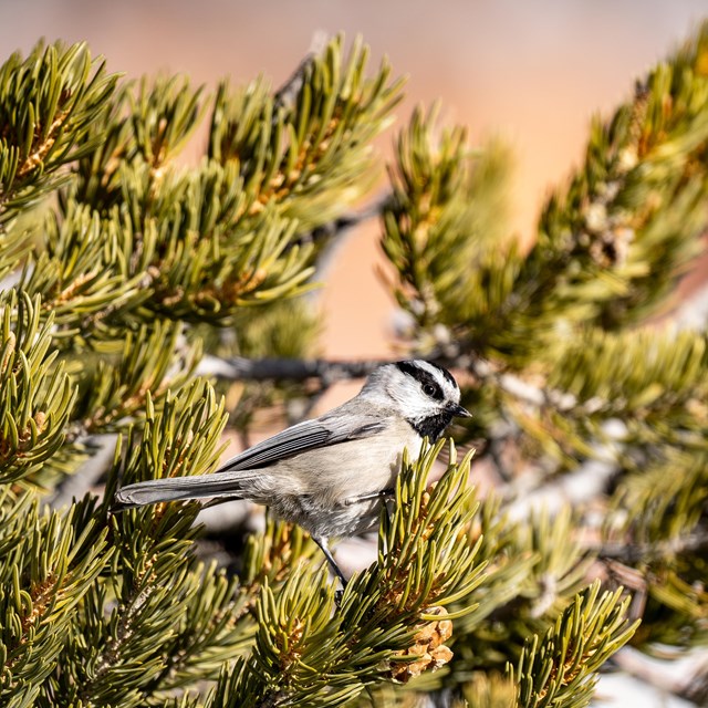 A black and white bird sits on green evergreen needles