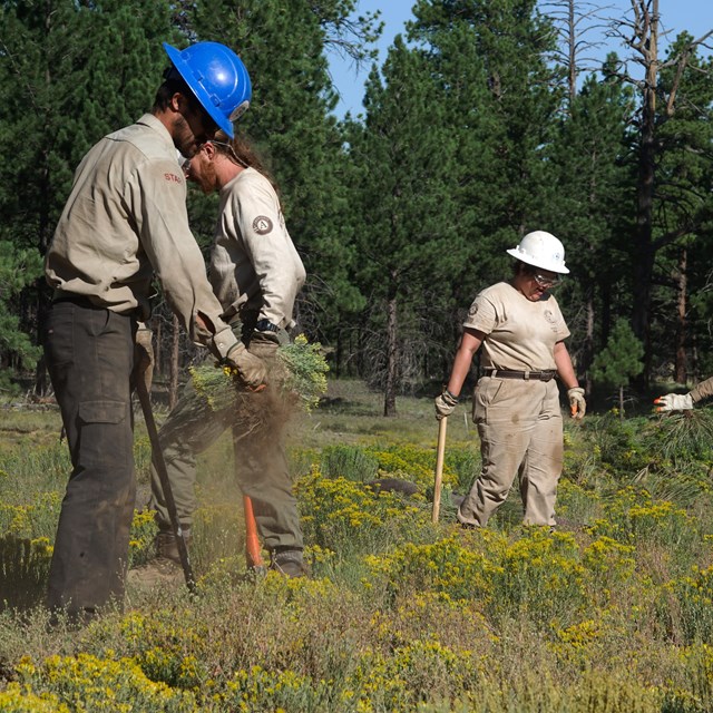Crew in blue and white helmets removes bushes in a field