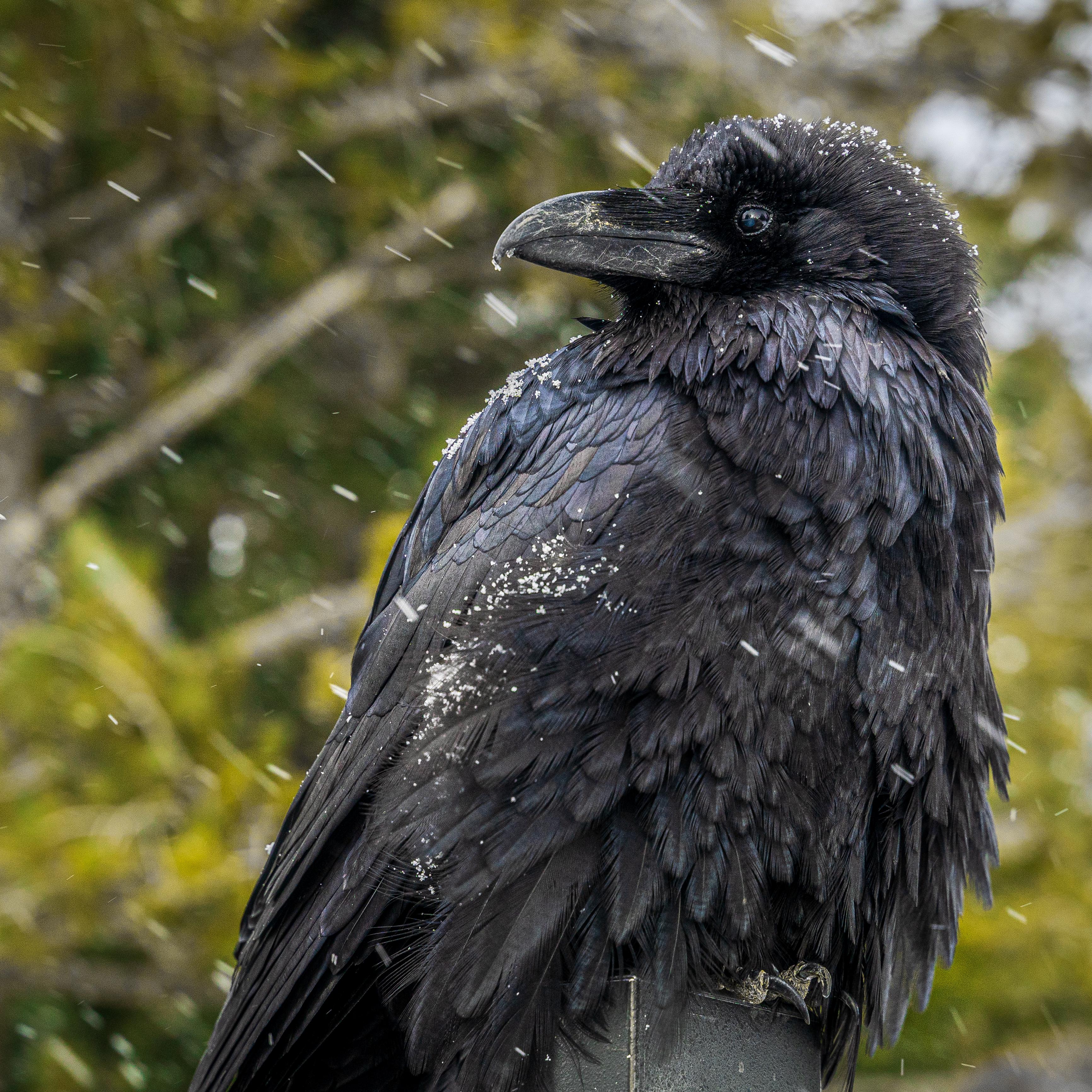 A closeup of a black bird under falling snow.