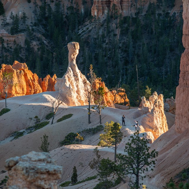 Winding trail leading to large white rock spire surrounded by trees and two people taking a photo.