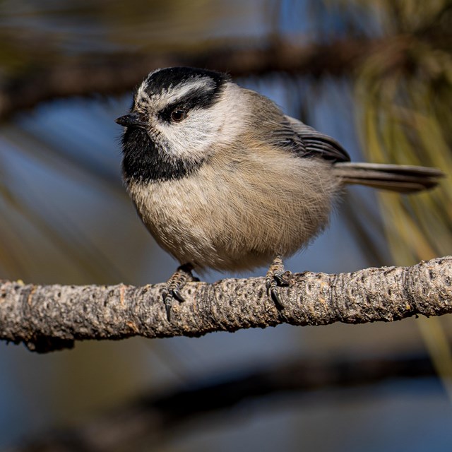 A small black, white and gray bird stands on a branch.