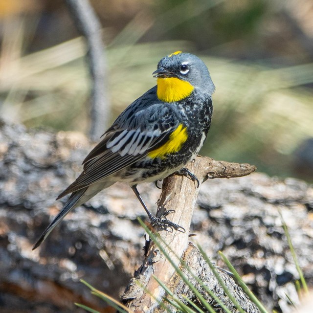A small yellow and black warbler sits on a rock against a blurry background