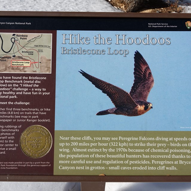 A wayside showing a peregrine falcon, bronze medallion, and information 