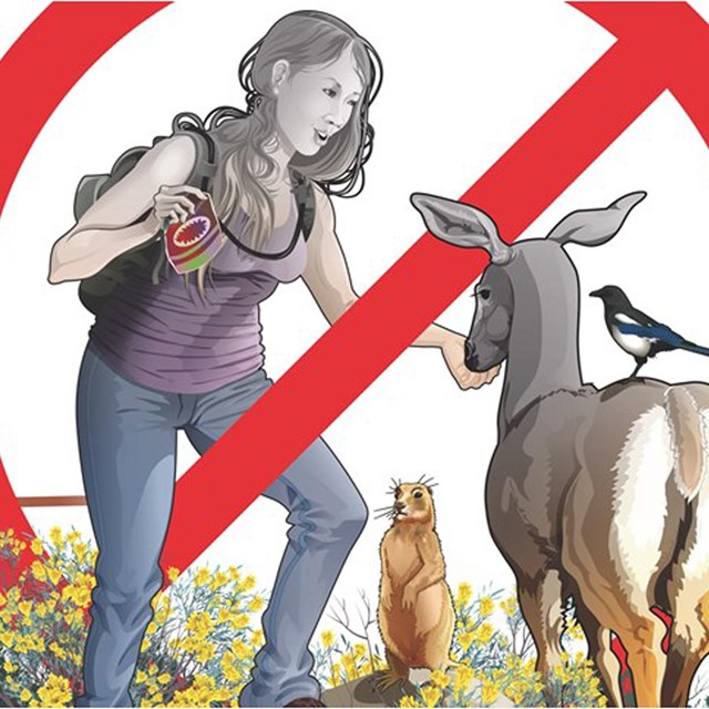 A woman feeds a deer while other animals wait for food. A large x crosses out this activity.
