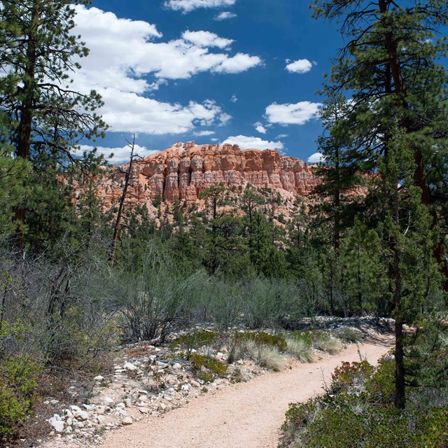  A flat trail weaves between the trees leading to red rock formations in the background.