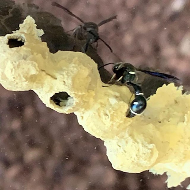 A potter wasp on a small strip of hive.