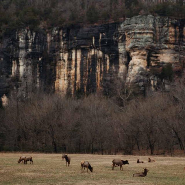 A herd of elk grazes at the base of a vertical stone bluff.