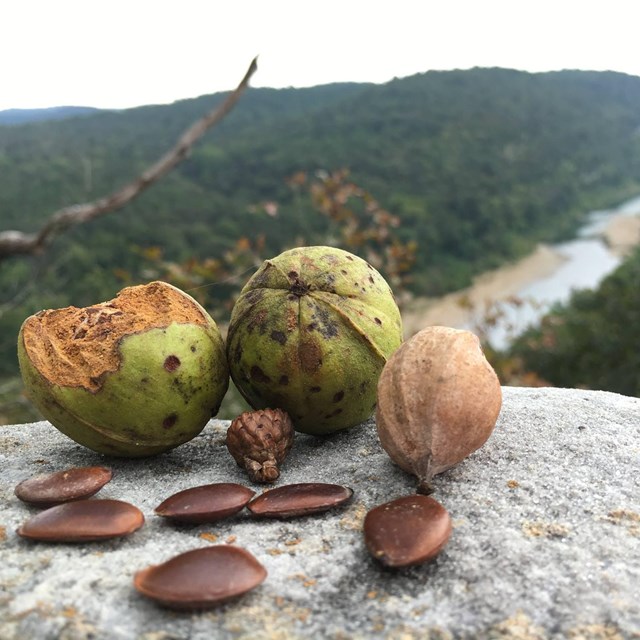 Hickory nuts on the edge of a bluff.