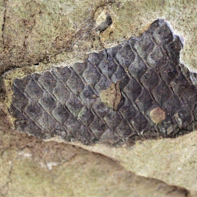 A scaly, brown fossil embedded in rock.