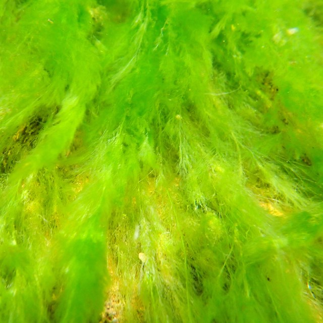 Bright green, stringy algae
