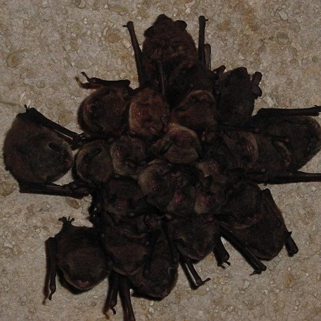 A cluster of several small bats on a cave ceiling