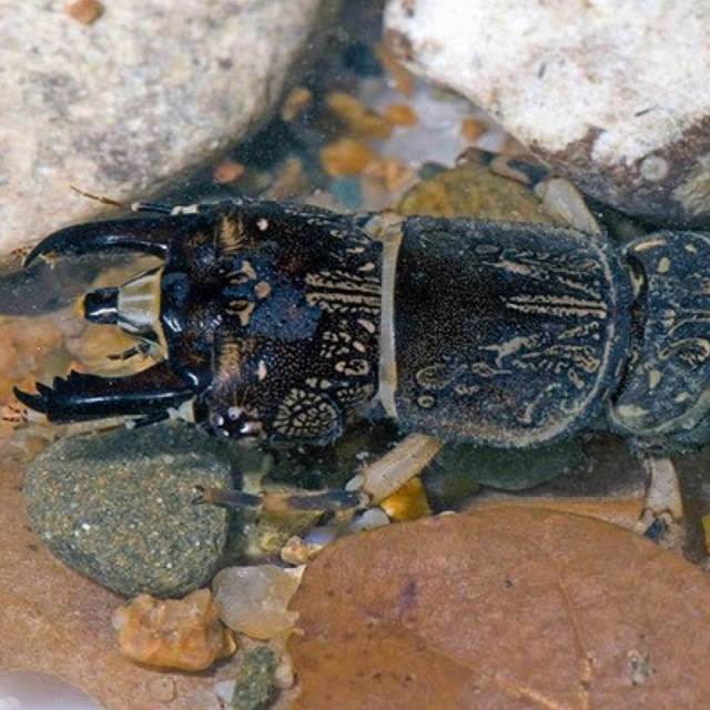 A segmented aquatic insect crawls among river rocks