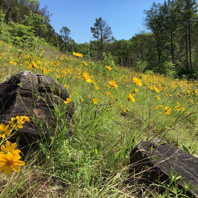 An open, sunny glade with dark rocks and yellow flowers