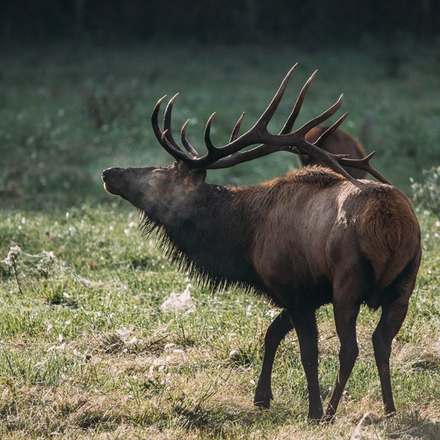 A bugling bull elk in Boxley Valley