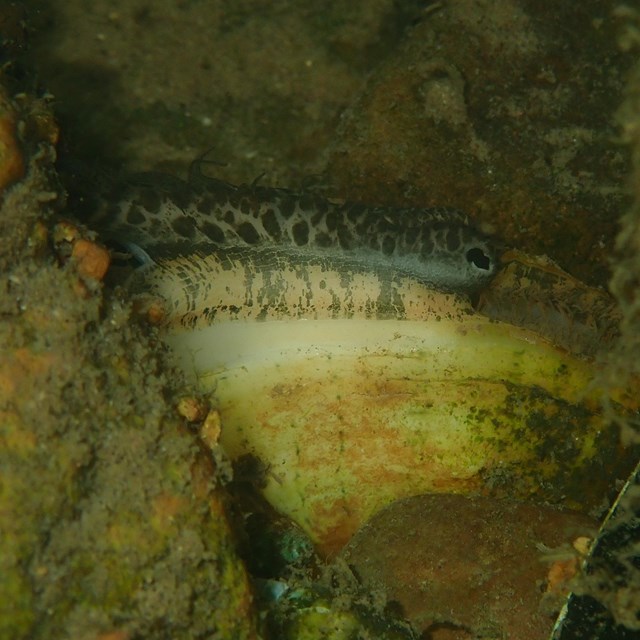 Arkansas brokenray mussel displaying mantle underwater