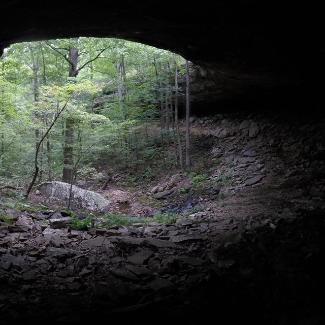 Looking out into the forest from a cave