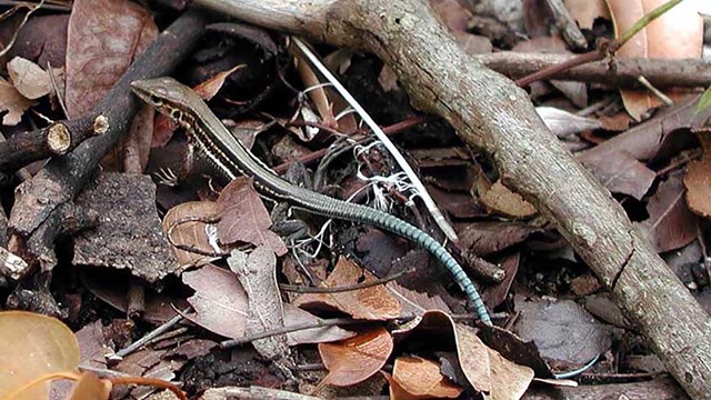 Picture of the St Croix Ground Lizard on Buck Island.