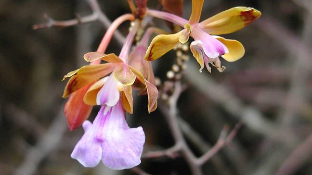 Photo of the Sandy Point Orchid on Buck Island.