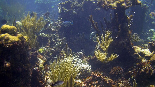 Photo of coral reefs and fish at Buck Island