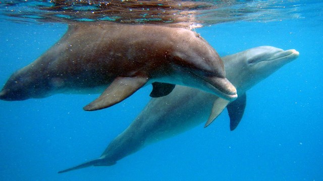 Photo of two dolphins looking at snorkelers at Buck Island