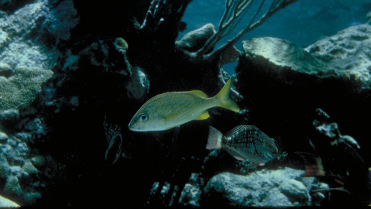 fish swim among the coral of a reef