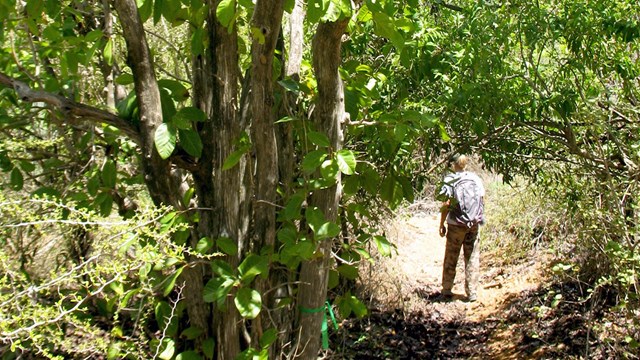 photo of visitor hiking the trail at Buck Island