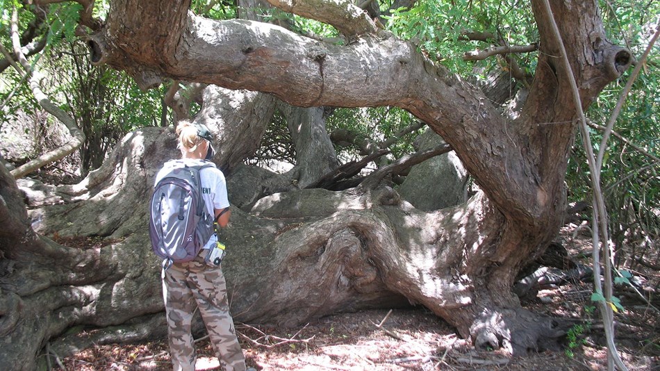 Explore Buck Island