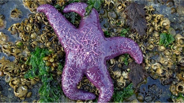 Photo of Sea Star in Tidepools
