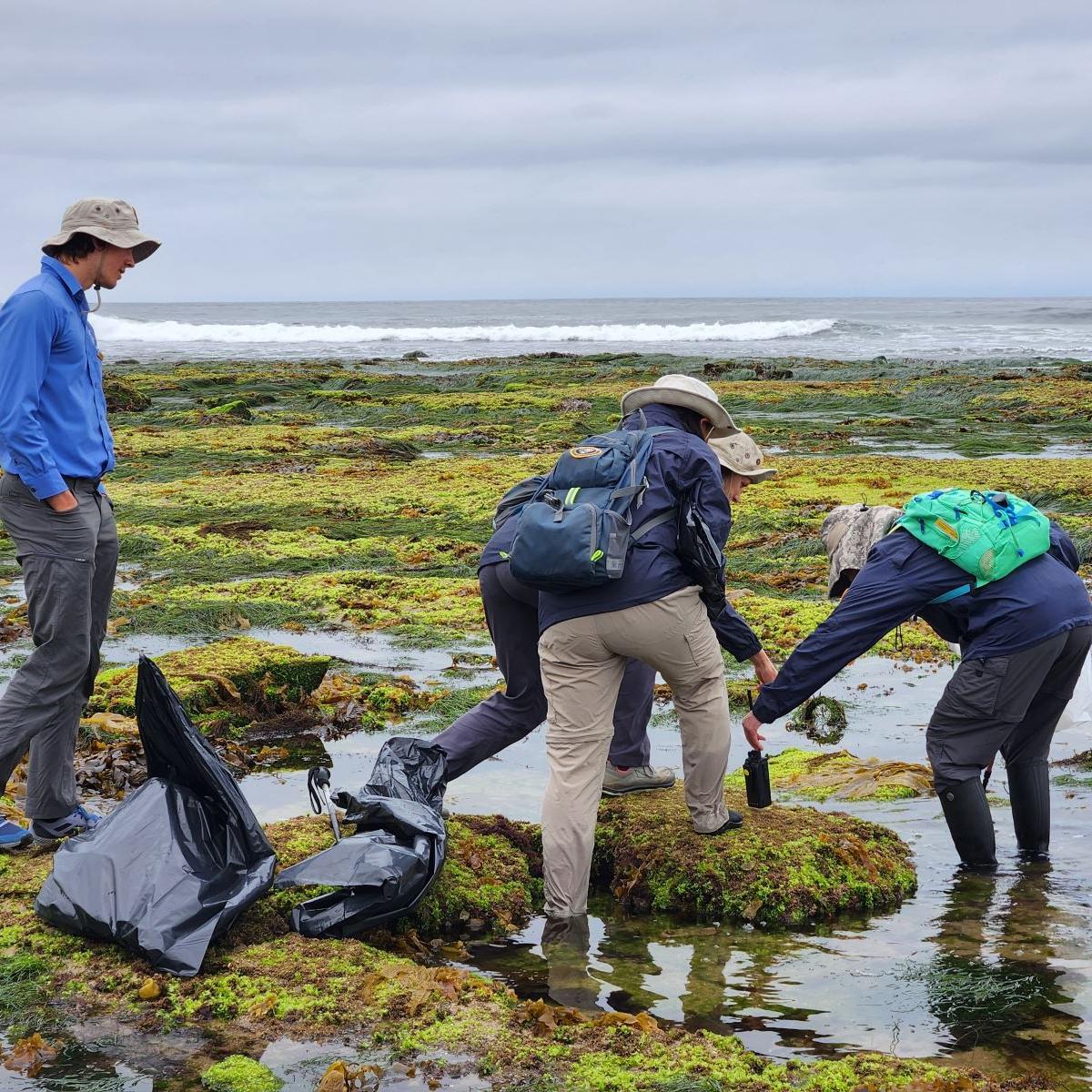 Four volunteers crouch down to pick up litter in the tidepools during low-tide.