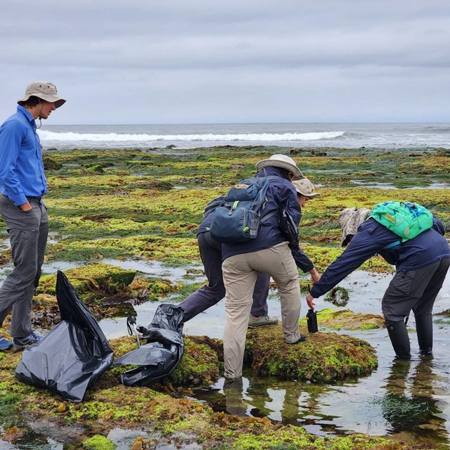 Four volunteers crouch down to pick up litter in the tidepools during low-tide.