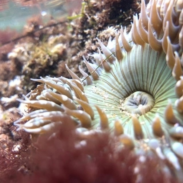 Tidepool Explorations Science program