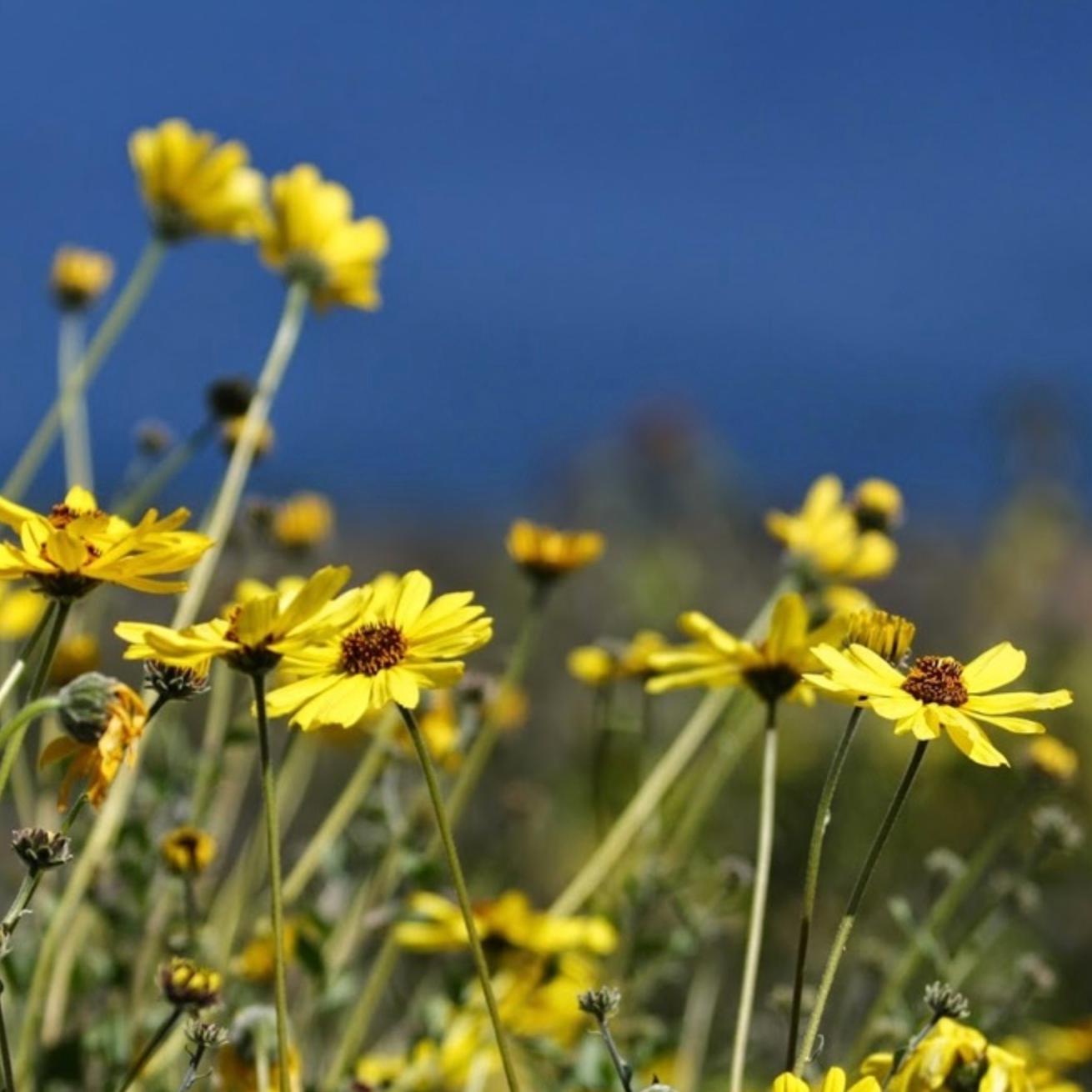 Wildflowers