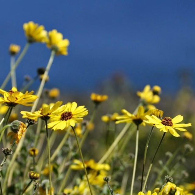 Wildflowers