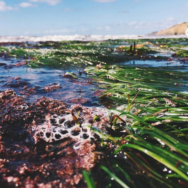 Closeup of trash in the tidepools