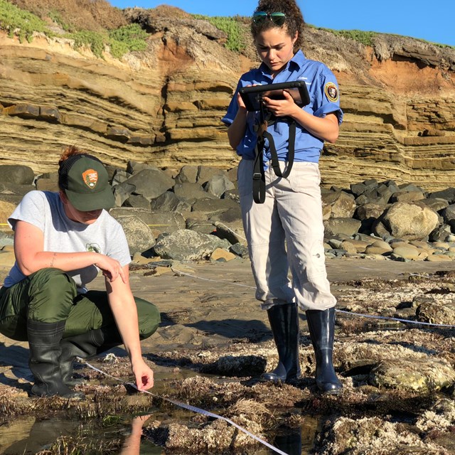 People crouch measuring items in the tidepools.