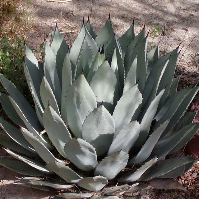 Photo of Agave
