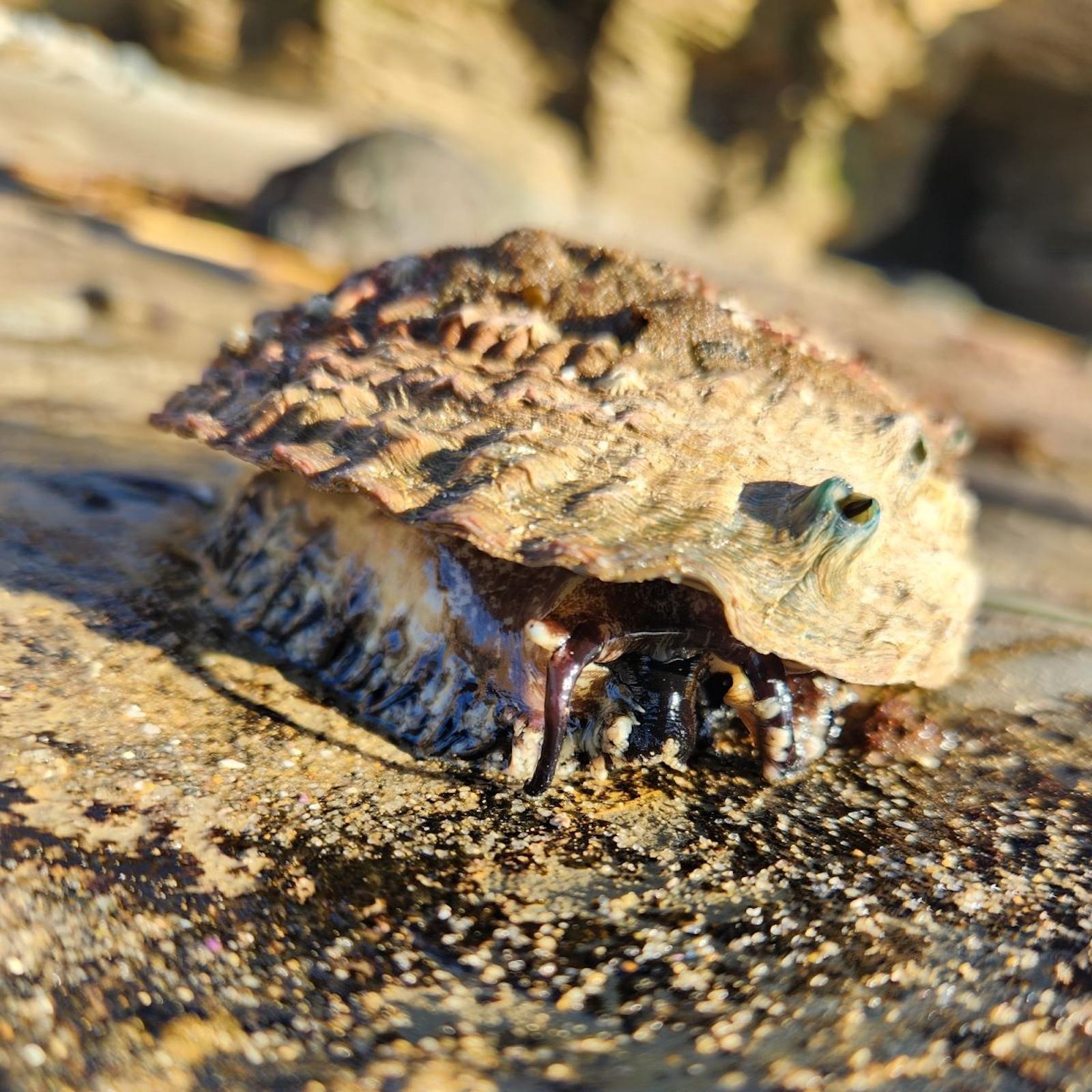 A rough-shelled abalone clings to a wet rock in shallow water, with its dark tentacles peeking out.