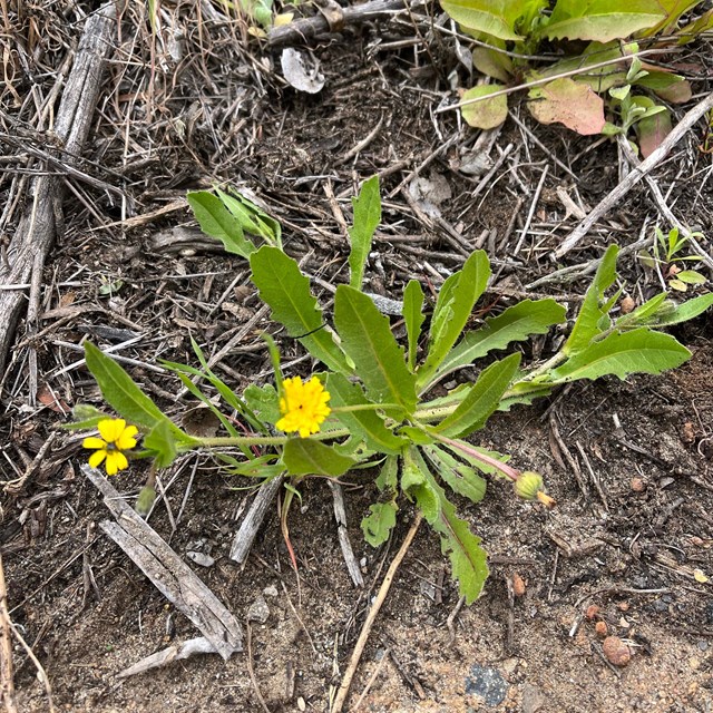 A flat green leafy plant with yellow flowers