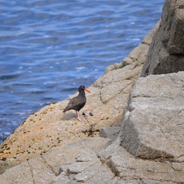 Photo of Black Oystercatcher in tidepools
