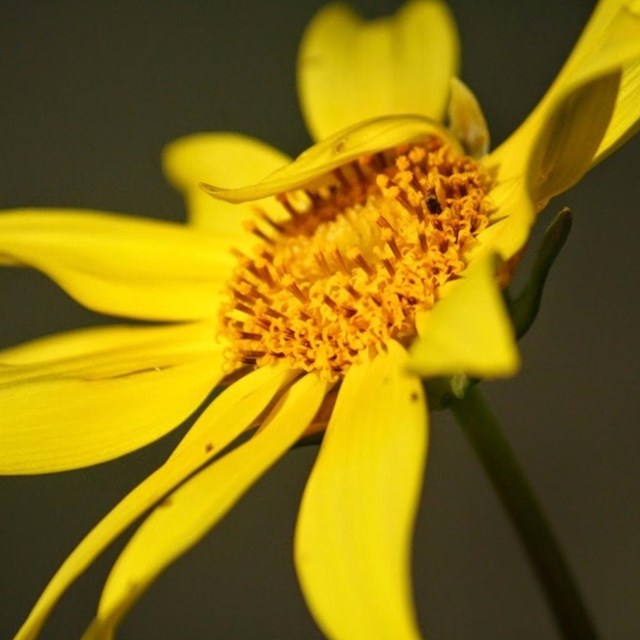A closeup of a Spring wildflower
