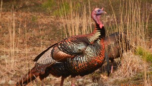A brightly colored turkey and a dry grassy area.