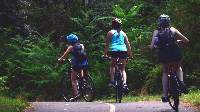 Bicyclists wearing helmets ride along a paved wooded trail.