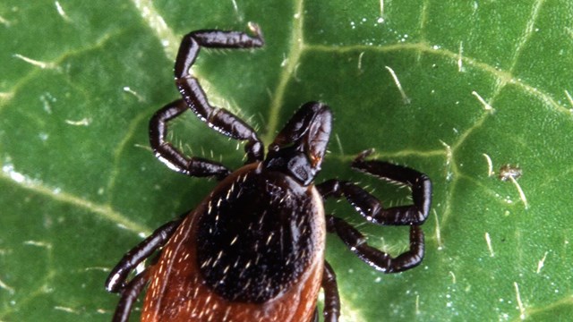 A deer tick sits on a green leaf.